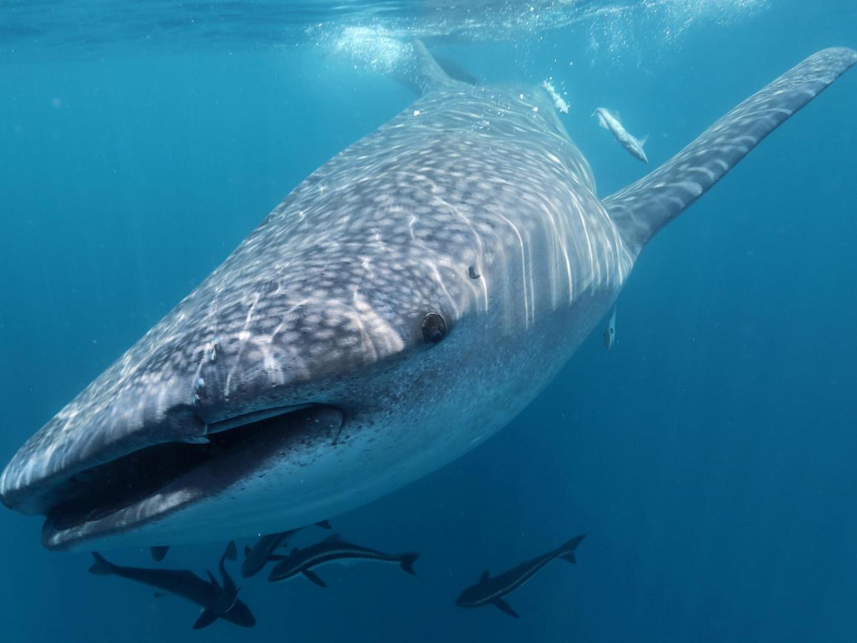 Whale sharks are the largest living species of fish and are known to travel around 40 miles per day: SWNS