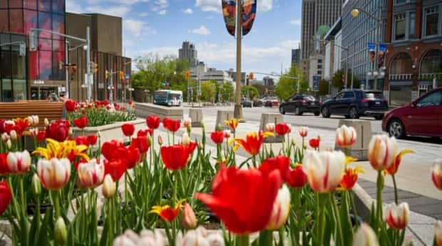 Tulips bloom at the National War Memorial at the northern end of Elgin Street in Ottawa in mid-May 2021.