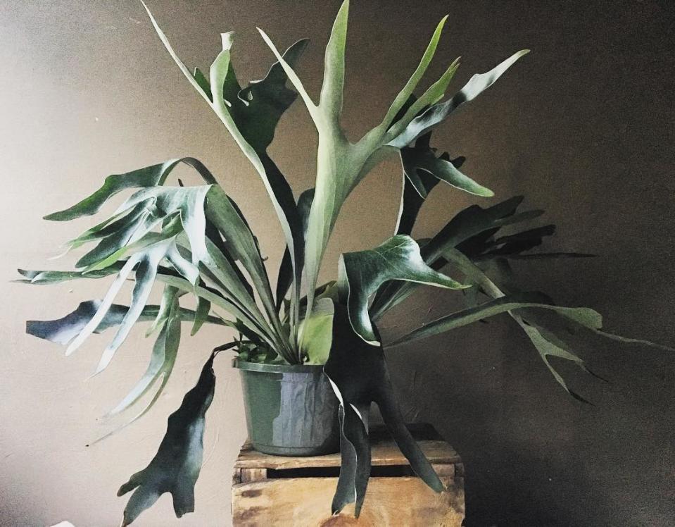 Staghorn Fern