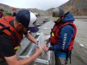 Migrating salmon are held during a tagging operation near the Big Bar landslide