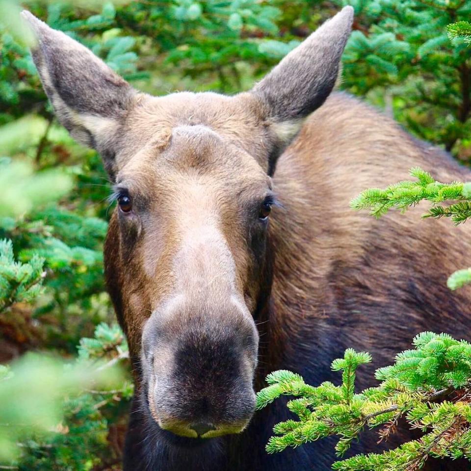 Moose hunters who register their animal online, are required to pull an incisor and deliver it to a Department of Natural Resources and Energy Development office.