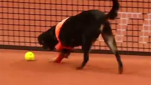 Good dog! Image: Brazil Open