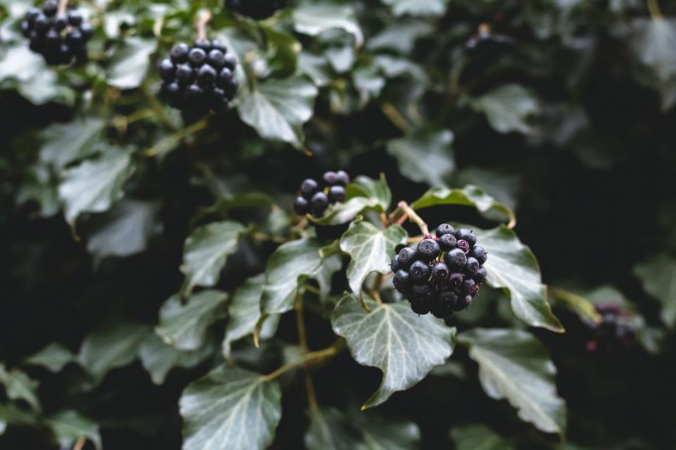 Ivy Berries