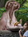 <p>Eine Frau im Dusit-Zoo in Bangkok posiert mit einem Nilpferd. (Bild: AP Photo/Gemunu Amarasinghe) </p>