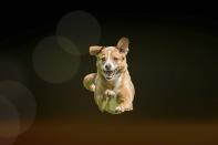 <p>Die fotografierten Hunde wecken den Anschein, sie würden fliegen. (Bild: Peter Mueller/Caters News) </p>