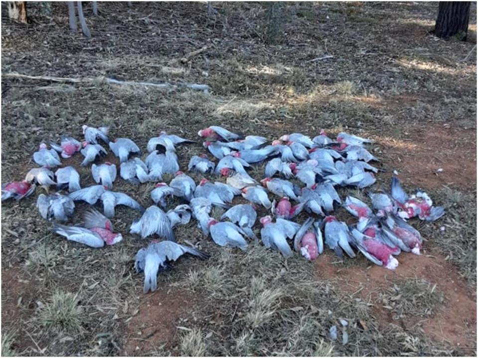 Dead birds in New South Wales.