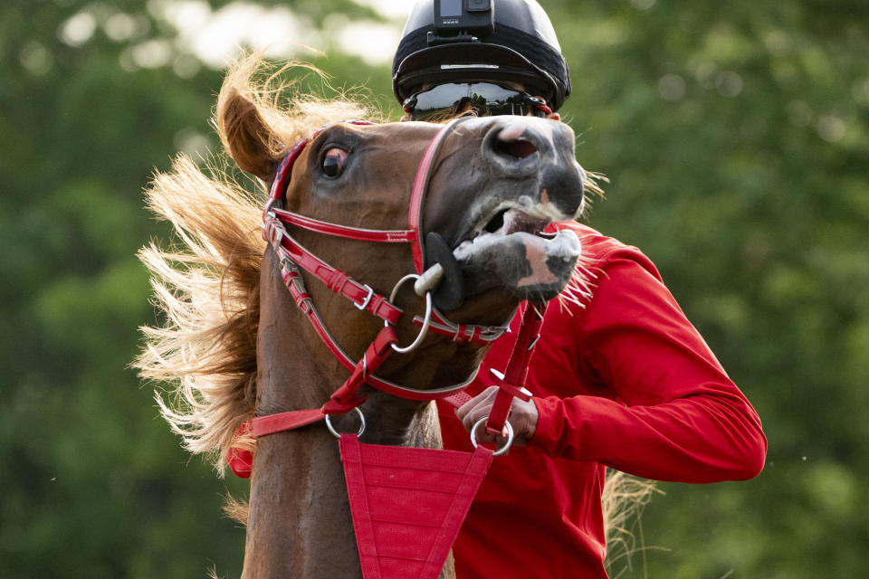 Belmont Stakes entrant France Go De Ina reacts after a training run on the main track ahead of the 153rd running of the Belmont Stakes horse race, Wednesday, June 2, 2021, at Belmont Park in Elmont, N.Y. (AP Photo/John Minchillo)