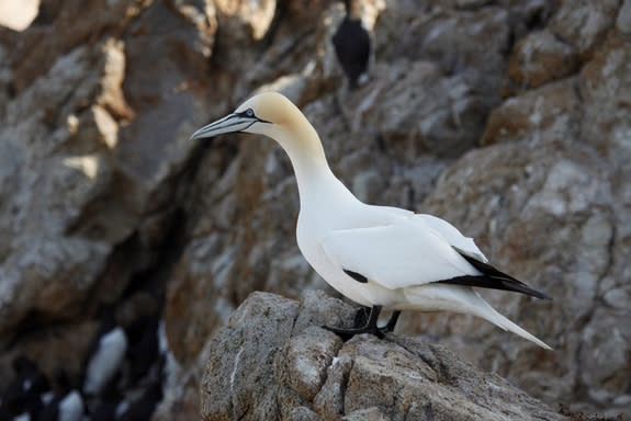 A northern gannet (<i>Morus bassanus</i>), a species with a normal range in the North Atlantic, sighted on the Farallon Islands, located off the coast of San Francisco, in the Pacific, a result of the recent opening of the Northwest Passage in