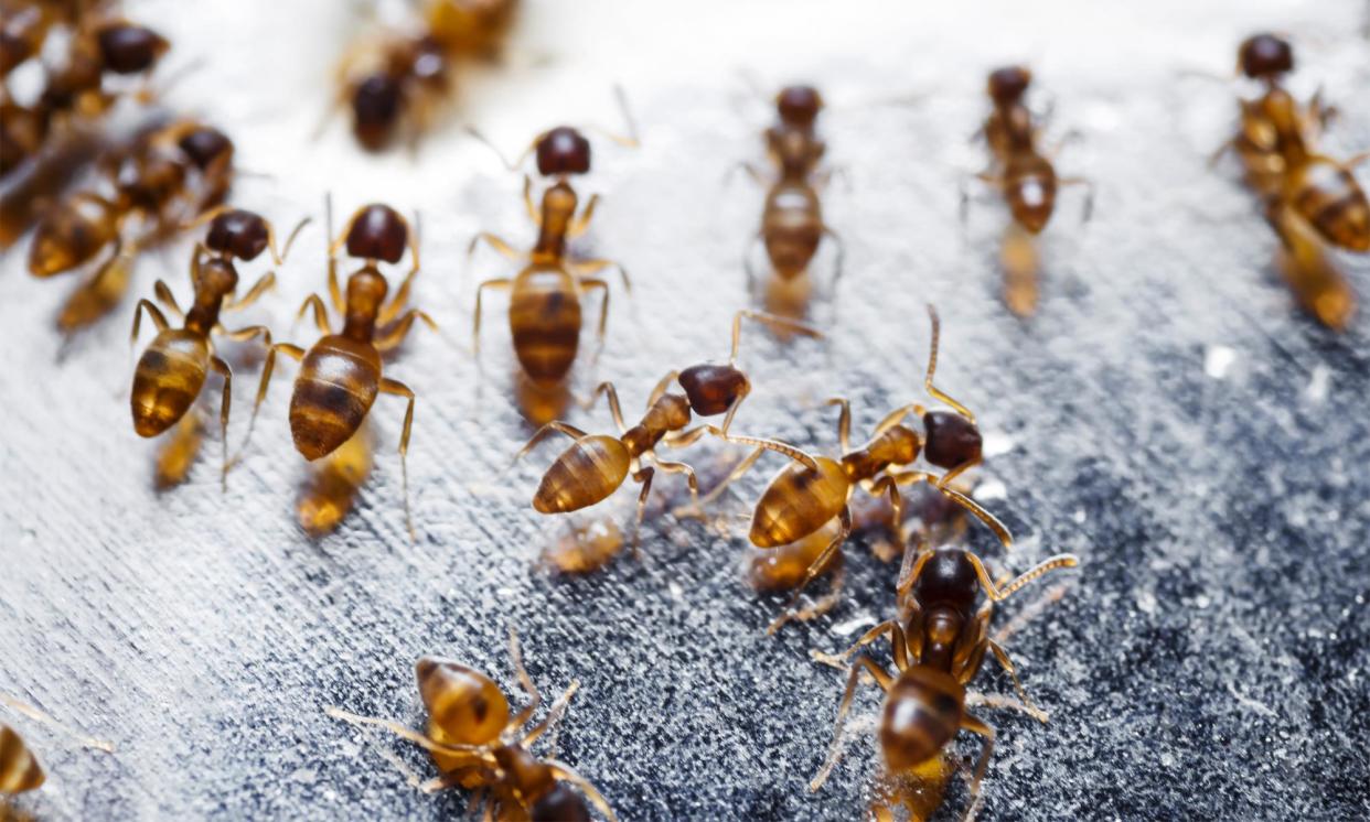 <span>Red imported fire ants (Solenopsis invicta) pose a major threat to Australia’s native species and agricultural industries, a Senate committee has heard.</span><span>Photograph: Mathisa_s/Getty Images/iStockphoto</span>