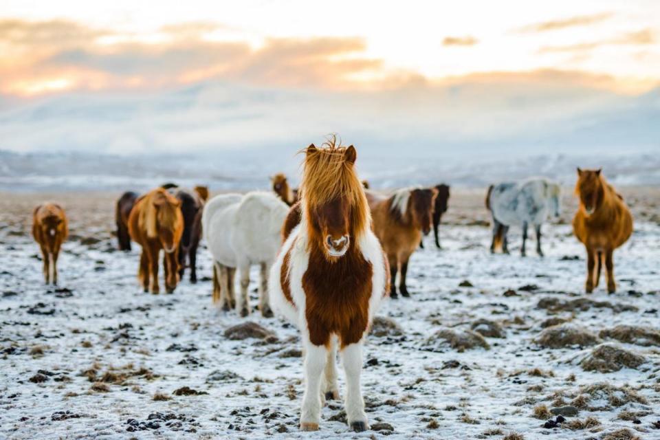 Iceland horses are reason enough to visit Iceland (Unsplash)