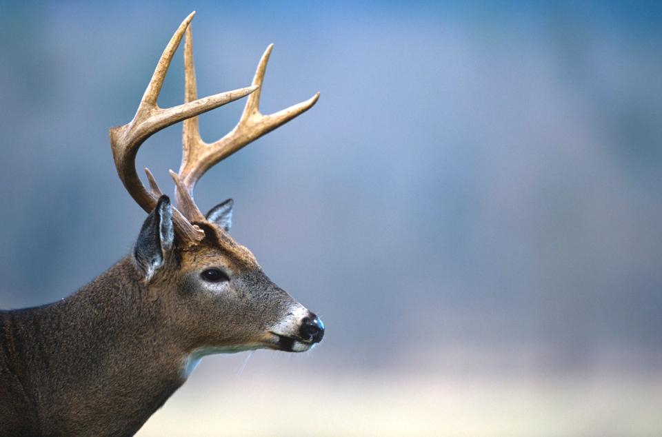 A white-tailed deer, one of the animals that can be possibly affected by chronic wasting disease.