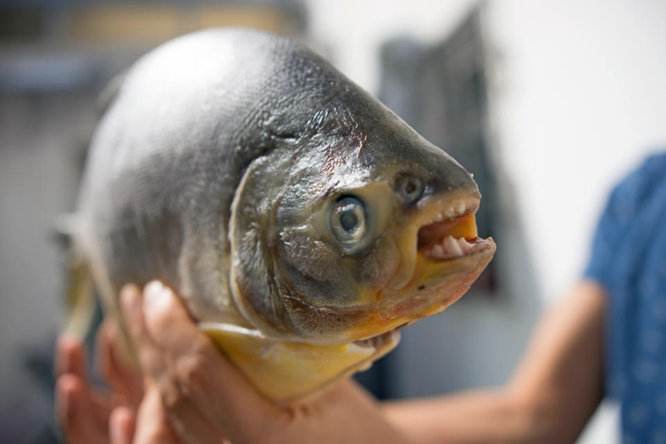 Der Schwarze Pacu fällt vor allem wegen seiner menschenähnlichen Zähne auf. (Bild: Getty Images)