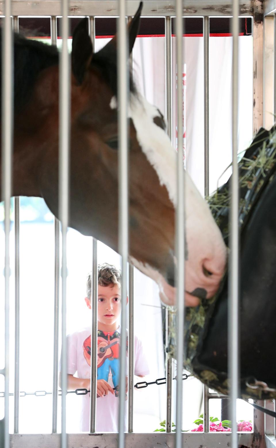 Kaden Clevenger, 5, gazes at one of the Budweiser Clydesdales at the mobile stables at Kent State University's Stark Campus in Jackson Township.