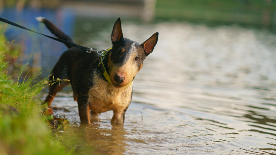 8. Bull terriers