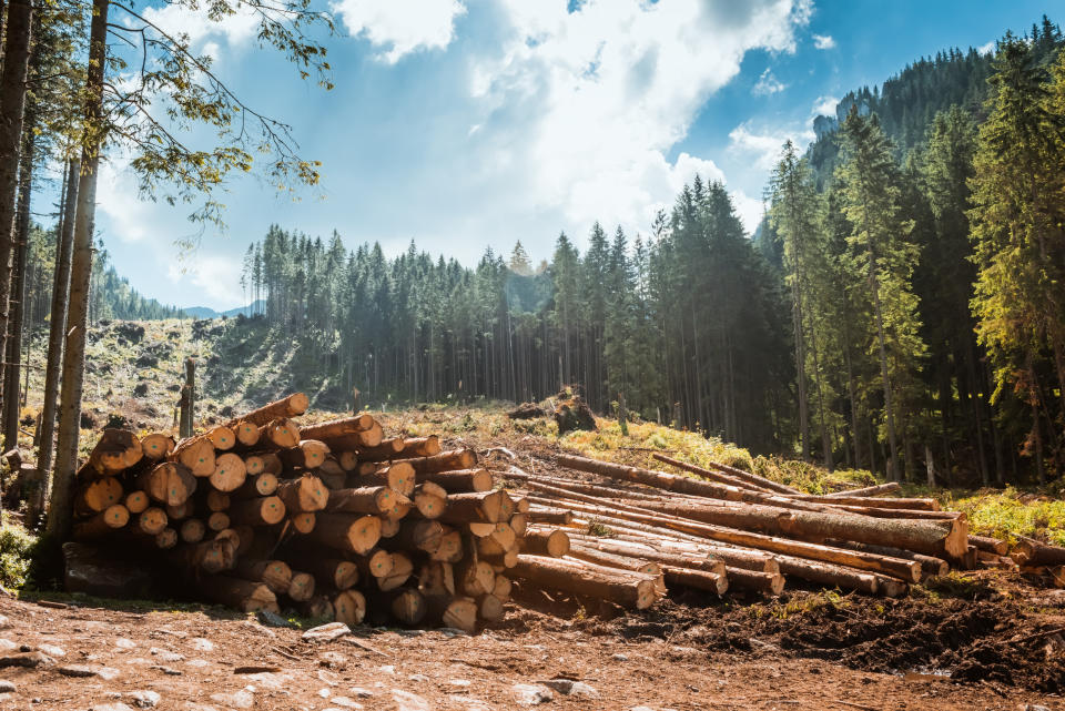 Holzdiebstahl wird immer lukrativer für Diebe. 