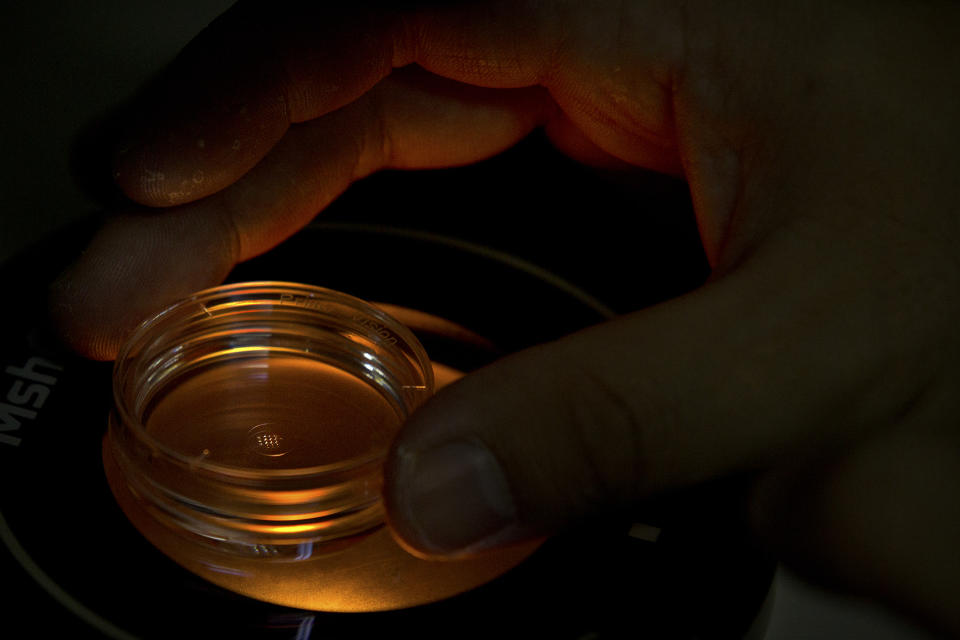 FILE - In this Oct. 9, 2018, file photo, an embryologist who was part of the team working with scientist He Jiankui adjusts a microplate containing embryos at a lab in Shenzhen in southern China's Guandong province. Chinese state media says He has been sentenced to three years for practicing medicine illegally. He Jiankui was also fined 3 million yuan. Two others were also sentenced on the same charge. (AP Photo/Mark Schiefelbein, File)