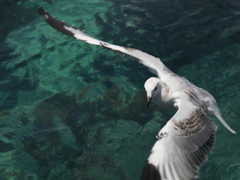 I was traveling to Coral Island in Gold Coast, Australia. A seagull flew by and I saw it from the window of the cruise liner. I reached the topmost deck of the ship and took the picture.<br><br>Mithun Basak is a engineer by profession and a traveler-photographer by passion. His interests include landscapes, nature, wildlife and architecture. Enjoy more of his work at <a href="http://www.beautyaroundme.com/" rel="nofollow noopener" target="_blank" data-ylk="slk:his website;elm:context_link;itc:0;sec:content-canvas" class="link ">his website</a>