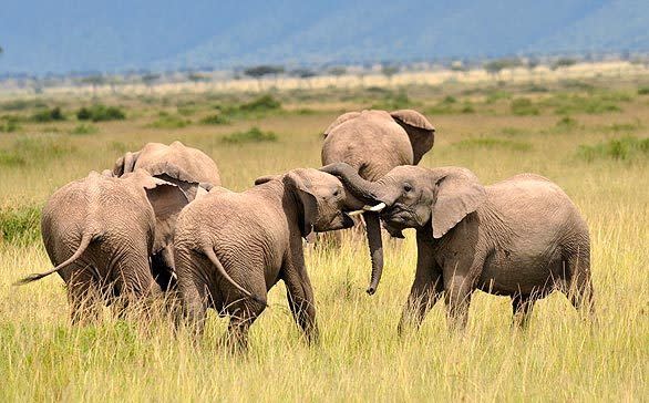 African elephants at play at the Masai Mara game reserve in Kenya in May.