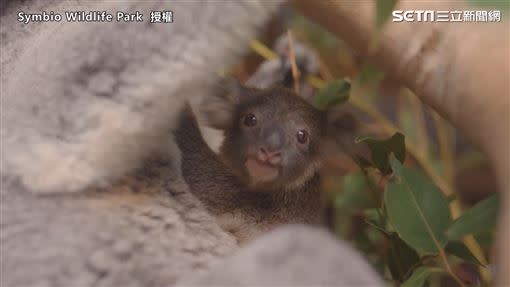 無尾熊Maddie首次從育兒袋離開。（圖／Symbio Wildlife Park 授權）