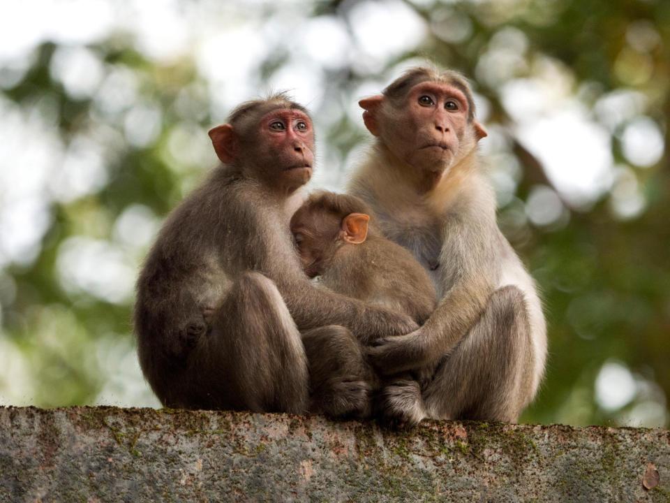 Monkeys look on from a branch in Kerala, India: Getty