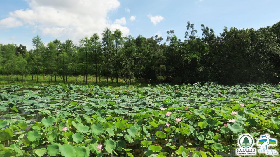 HongKongWetlandPark @facebook