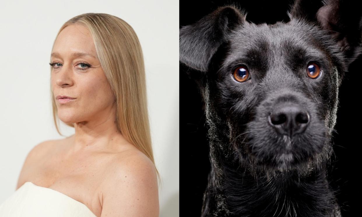 <span>‘I’m sorry, dog lovers. There are too many of you,’ Sevigny told Rolling Stone.</span><span>Illustration: Guardian Design/Getty Images</span>