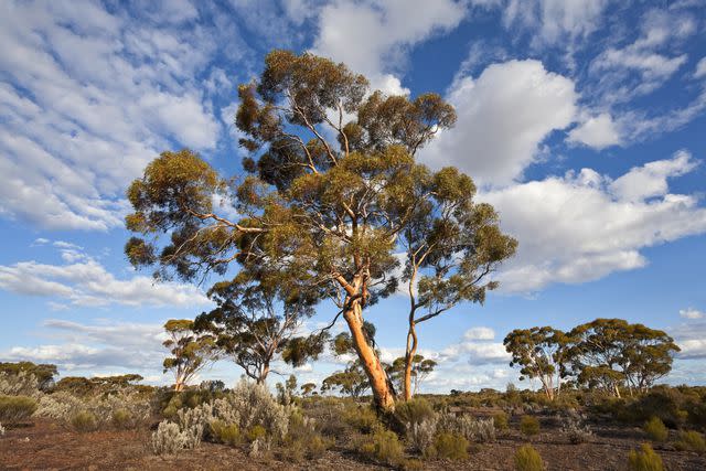 <p> </p><p>Australian Scenics / Getty Images</p>