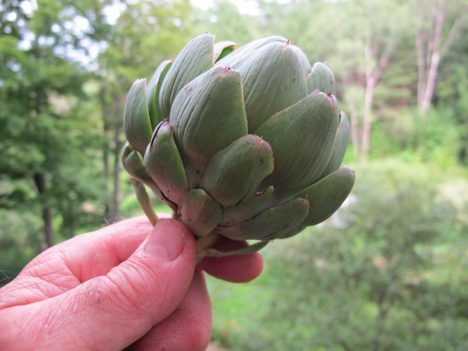 This artichoke, taken from Homeyer's garden, was grown without chemicals.