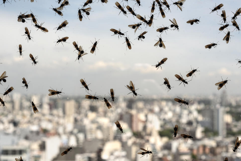 Flying Ant Day could be on its way, here's how to prevent any unwelcome visitors. (Getty Images)