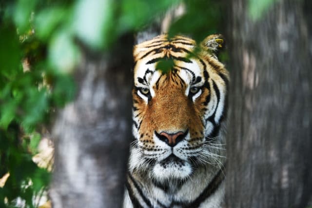 CHINA-HEILONGJIANG-HAILIN-SIBERIA TIGER PARK (CN)