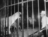 <p>Animal trainer Trevor Bale growls at one of his Royal Bengal tigers as he puts him through his paces at the opening performance of the Ringling Brothers and Barnum & Bailey’s Circus in New York, March 31, 1955. Not to be outdone, the tiger growls back. (AP Photo/Marty Lederhandler) </p>