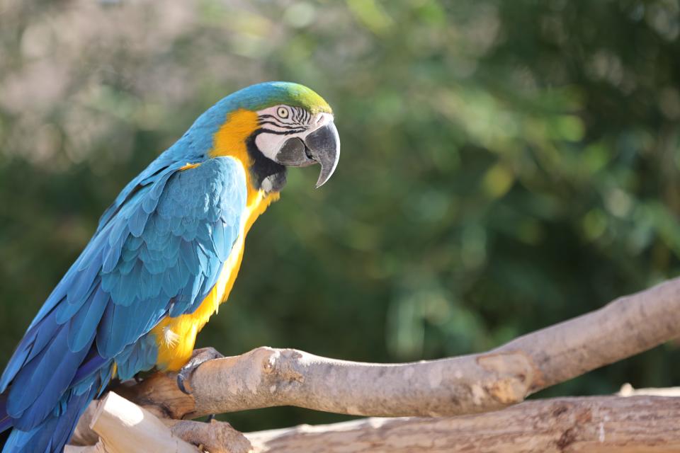 Blue-and-gold macaw at the Abilene Zoo.