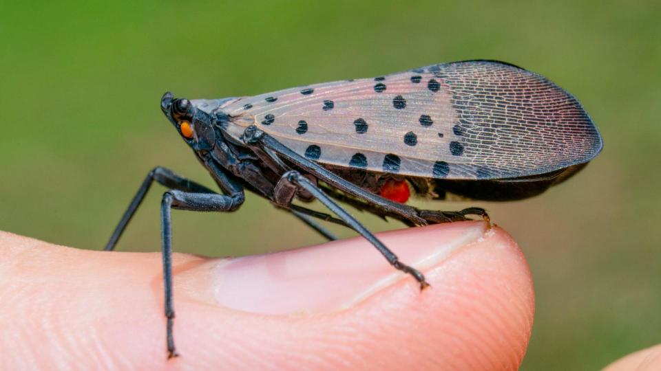 Spotted lanternfly adults have grey wings with dark spots and a flash of red. The USDA is asking Hoosiers to be vigilant this year about reporting the spread of the invasive species.