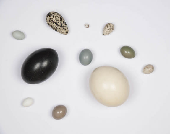 An assortment of eggshells from the American Museum of Natural History's Department of ornithology collection.