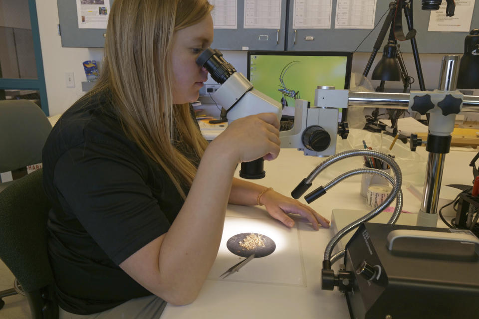 FILE - In this Aug. 26, 2019 file photo, Salt Lake City Mosquito Abatement District biologist Nadja Reissen examines mosquitos in Salt Lake City. In July 2020, Utah has done about 5% of the mosquito testing it would normally do at this point, says Ary Faraji, the president of the American Mosquito Control Association. (AP Photo/Rick Bowmer)