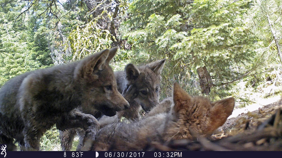 FILE - This June 30, 2017 remote camera image released by the U.S. Forest Service shows a female gray wolf and her mate with a pup born in 2017 in the wilds of Lassen National Forest in Northern California, A California judge has upheld protection for gray wolves under the state's Endangered Species Act, rejecting a challenge from ranchers and farmers. The judge in San Diego ruled Monday, Jan. 28, 2019 that California was right when it listed wolves as endangered in 2014. (U.S. Forest Service via AP, File)