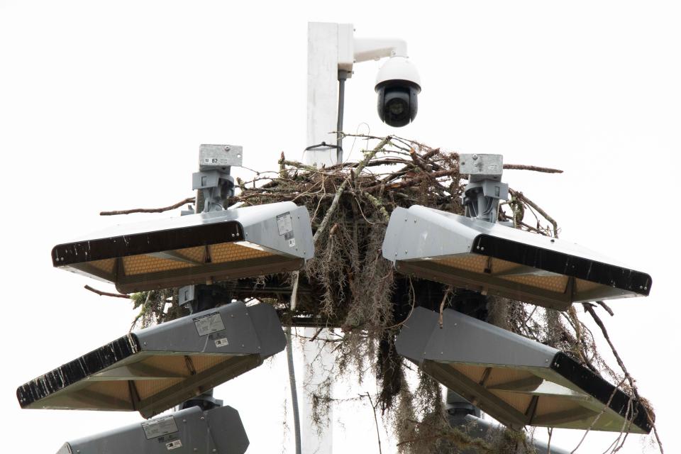 An osprey nest is on top a light post at the University of Florida's Southwest Recreation Center.
