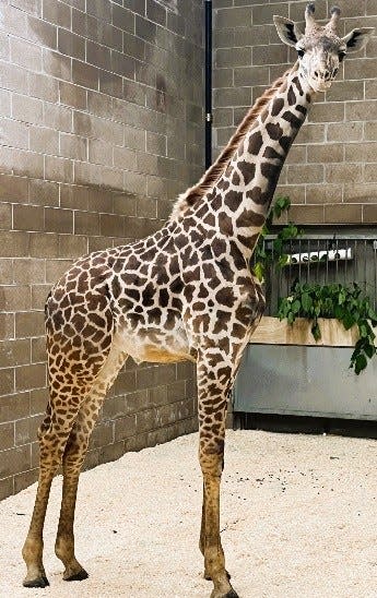 Enzi is still shy of his first birthday, but already stands 10 feet tall and will likely grow to about 18 fee tall.