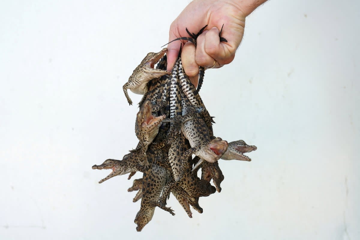 A biologist poses with newly-hatched Cuban crocodiles as they are relocated at a hatchery in Cienaga de Zapata, Cuba (Reuters)