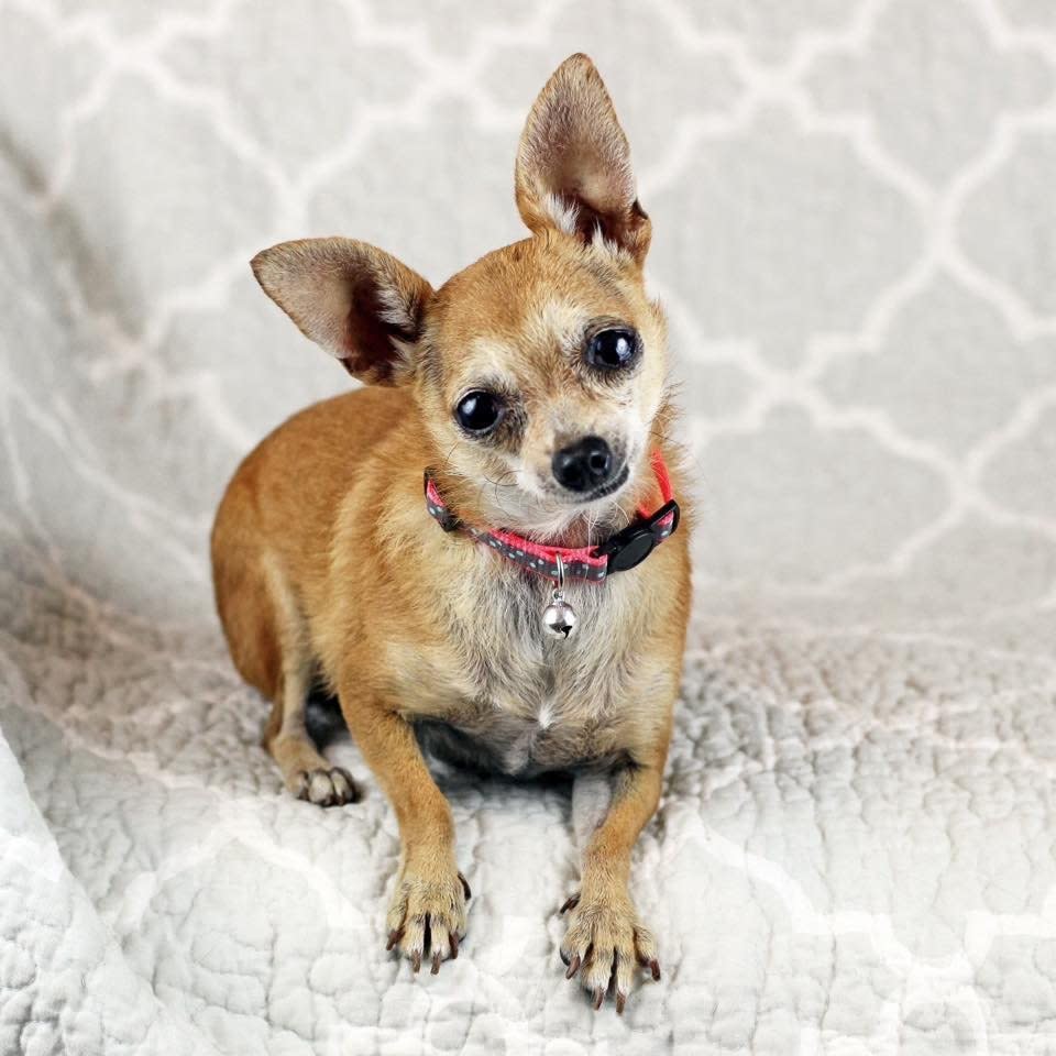 Victoria is a 3.5-pound, 10-year-old Chihuahua. She gets along with her foster siblings -- dogs and cats alike -- and showers the humans she loves with kisses, as well.  Find out more from <a href="https://www.facebook.com/MarleysMuttsDogRescue/?fref=ts">Marley's Mutts Dog Rescue</a>.