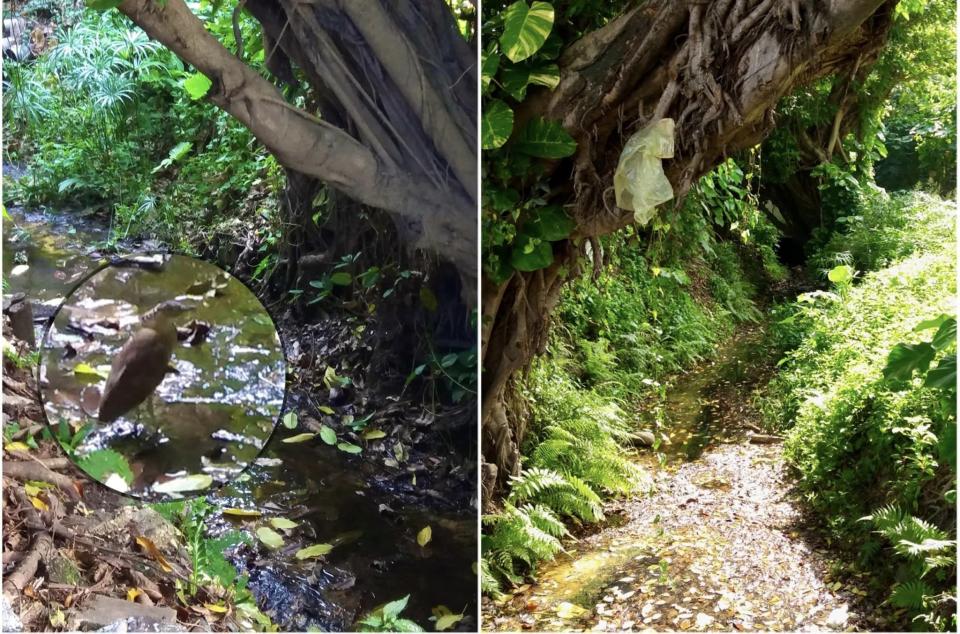 我依著葉柏強先生的指引，在紅毛溪支流發現了夜鷺（左）， 也尋到紅毛溪支流裸露出來的一小段，約六、七公尺（右）／蔡嘉凌提供