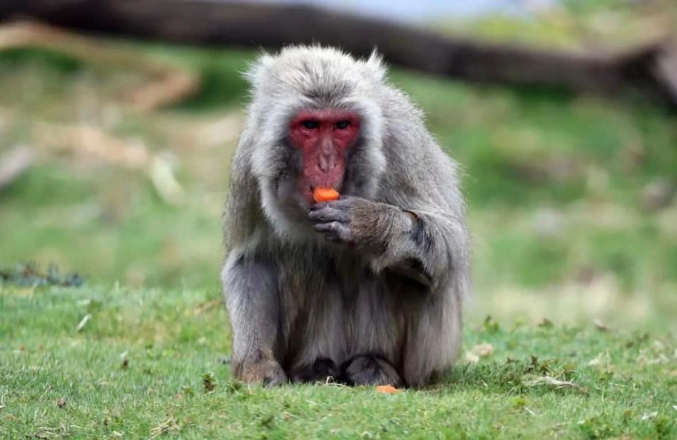 The monkey is one of 34 Japanese macaques at Highland Wildlife Park (Highland Wildlife Park)