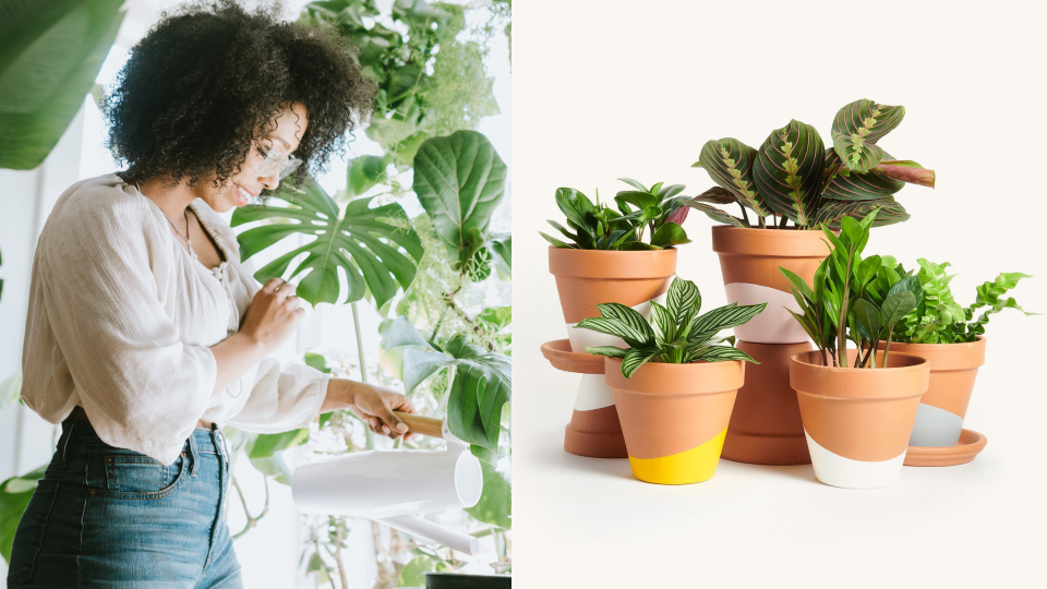 Best sustainable gifts: Horti plant subscription box