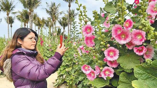 台南市「學甲蜀葵花文化節」25日登場，綻放的粉色、紅色花朵如串珠般掛在花梗上，吸引遊客搶拍。（張毓翎攝）