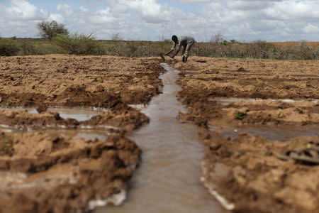 A farmer works in an irrigated field near the village of Botor, Somaliland April 16, 2016. REUTERS/Siegfried Modola