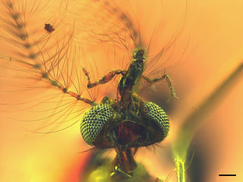 A view from below of the head of a fossilized male mosquito, trapped in amber found in central Lebanon dating to about 130 million years ago