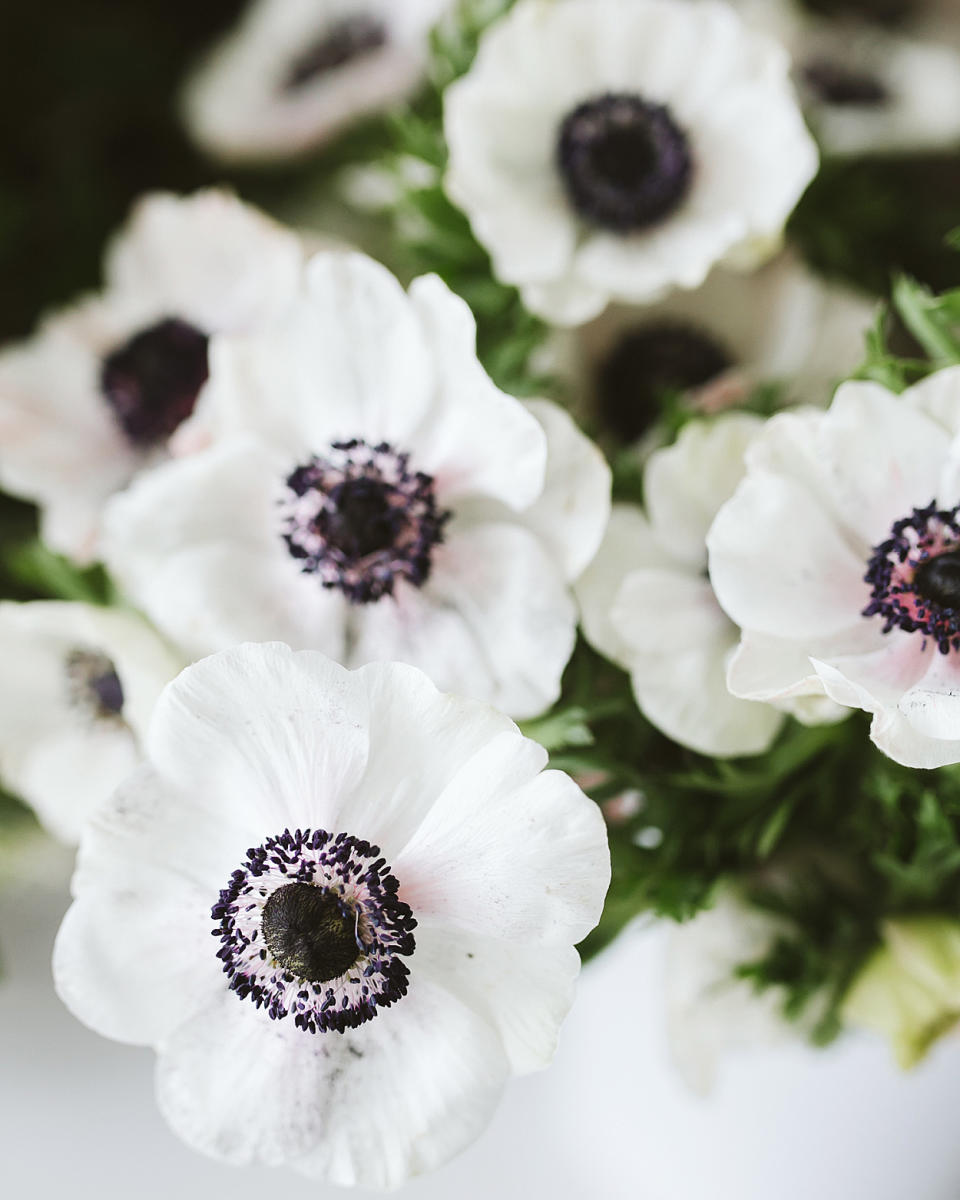 Anemones