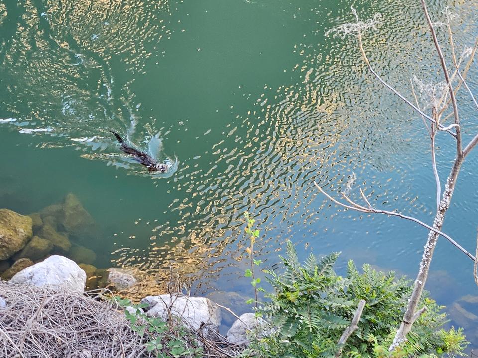 A North American river otter is seen swimming the Sacramento River in Redding below the Diestelhorst Bridge on Sunday, July 9, 2023.