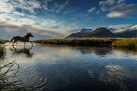 Icelandic Horses are free to roam the countryside, Snaefellsnes Peninsula, Iceland