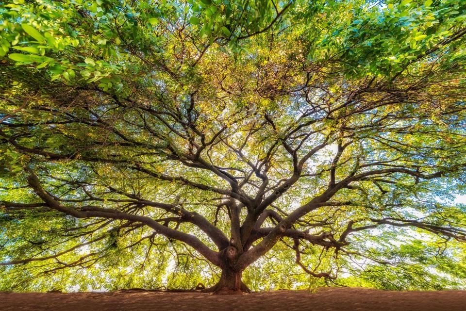 Tree, Nature, Branch, Woody plant, Natural landscape, Green, Plant, Vegetation, Leaf, Yellow, 